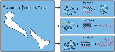 Stimulating Fracture Healing in Ischemic Environments: Does Oxygen Direct Stem Cell Fate during Fracture Healing?